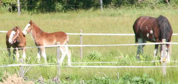 Clydesdale horses encountered along the Columbia Trail in Hunterdon County, New Jersey &mdash; a memorable trail surprise